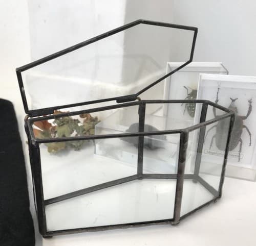 Glass Coffin Display Case