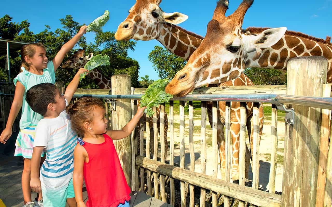 Zoo Miami Kids Feeding Giraffes 12.17.20 405706D2 5056 A36A 0B8E0EDD9C2F8424 405705585056a36 40570728 5056 a36a 0bd4ba282c839594